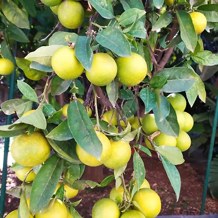 La Rugiada - Con Giardino Privato Alcamo